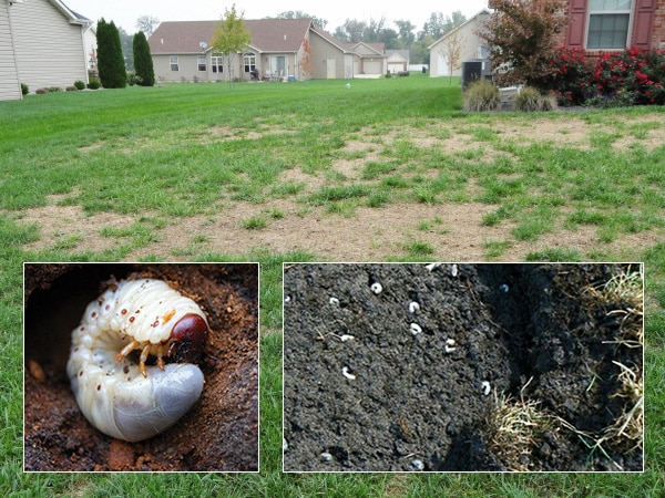Grubs and a lawn showing the damage they do